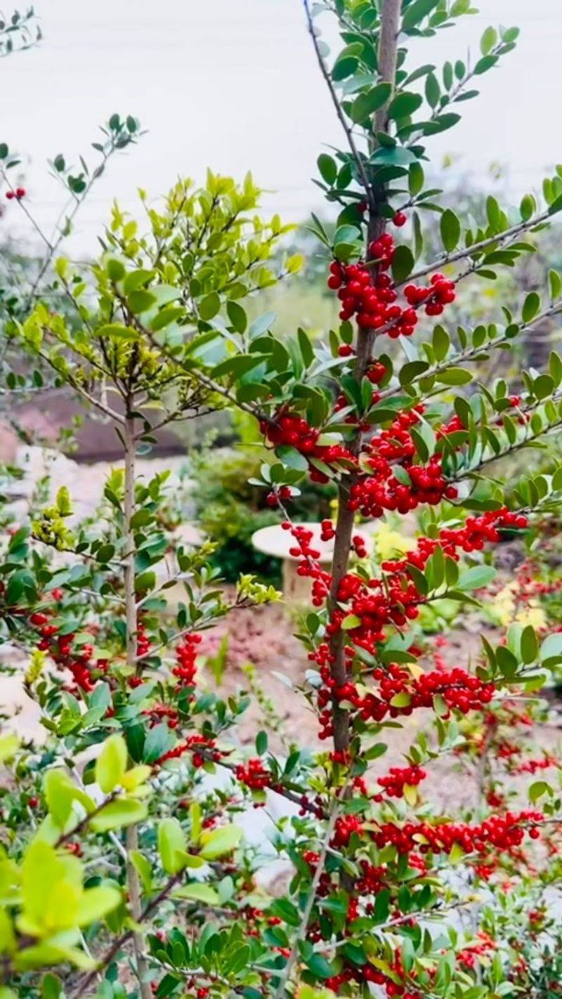 Plant Male And Female Yaupons For Reliable Berries