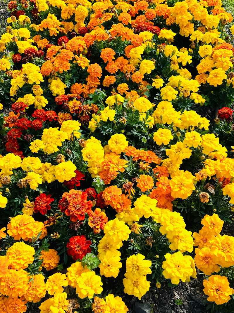 Plant Marigolds Around Vegetable Bed Borders Plant Marigolds Around Vegetable Bed Borders