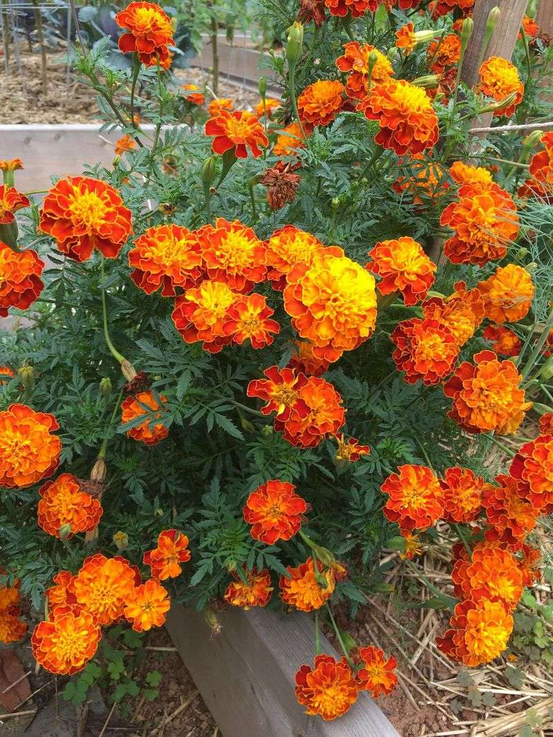 Plant Marigolds Near Aphid Hotspots