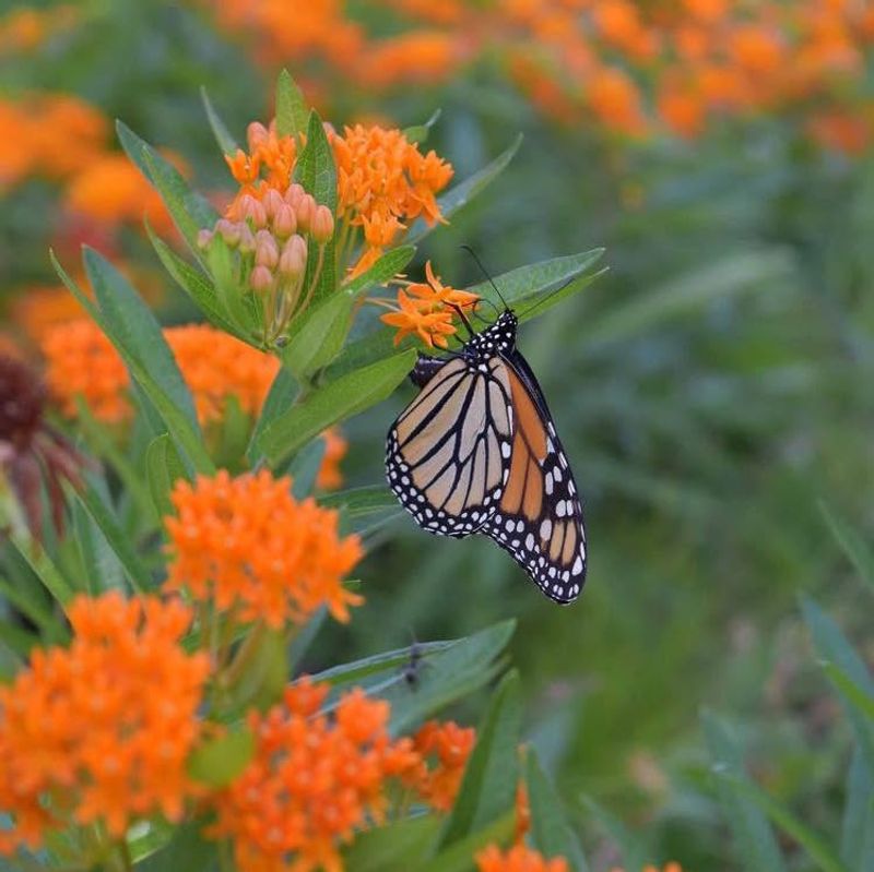 Plant More Native Flowers