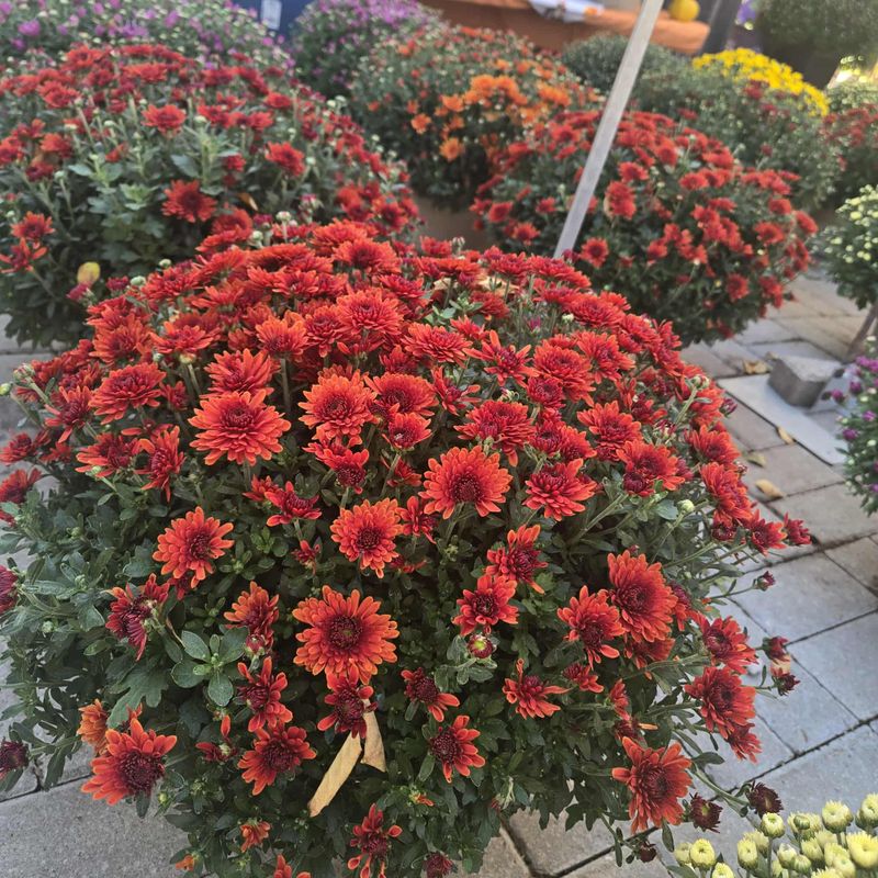 Plant Mums In The Ground Soon After Buying