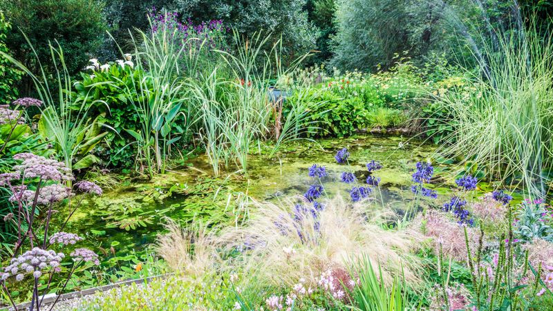 Plant Native Edges Around The Water