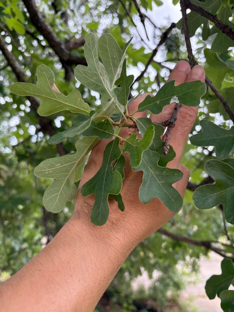 Plant Native Oaks For Leaf Litter Plant Native Oaks For Leaf Litter