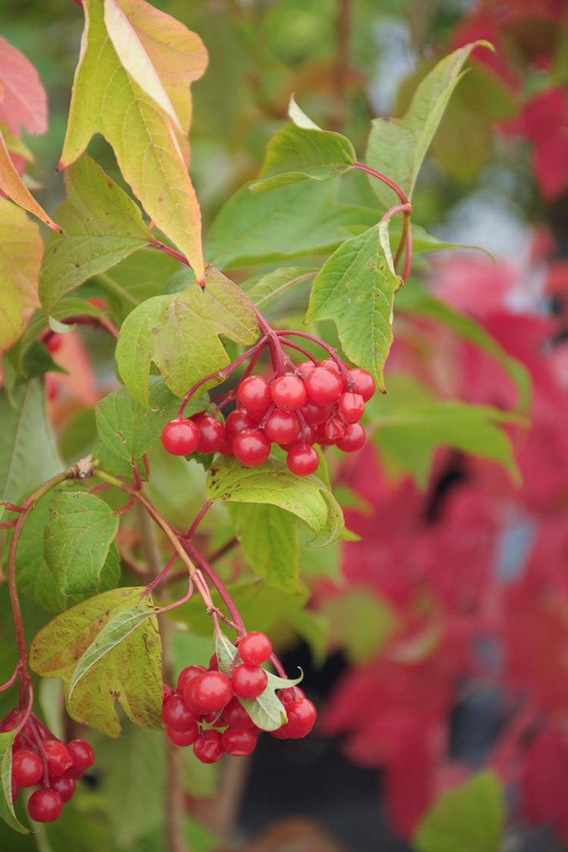 Plant Native Viburnums For Persistent Berries