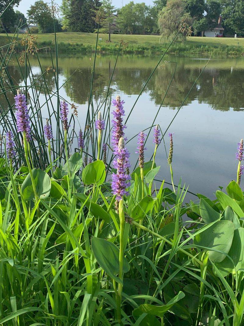 Plant Pickerelweed Along Shallow Pond Edges Plant Pickerelweed Along Shallow Pond Edges