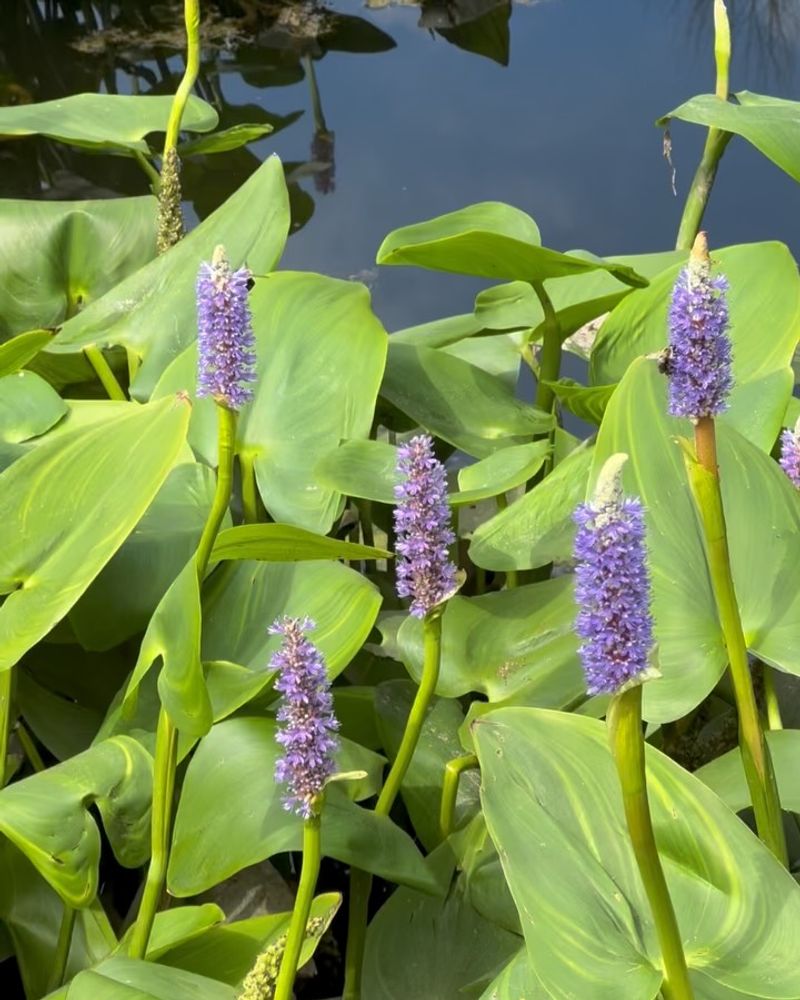 Plant Pickerelweed Along Shallow Water