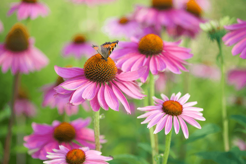 Plant Purple Coneflower For Pollinators Plant Purple Coneflower For Pollinators