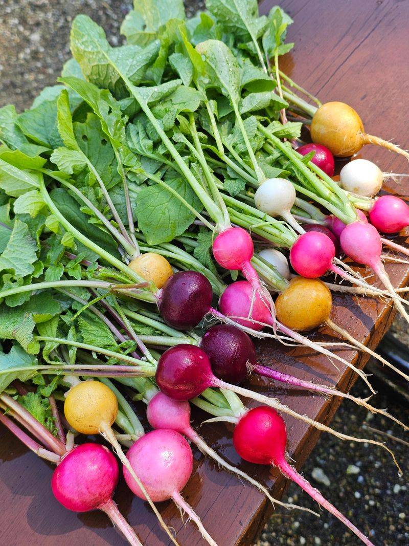 Plant Radishes After Peak Summer Heat Plant Radishes After Peak Summer Heat