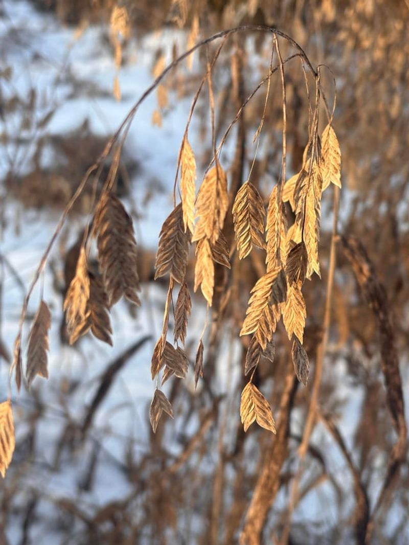 Plant River Oats For Soft Movement