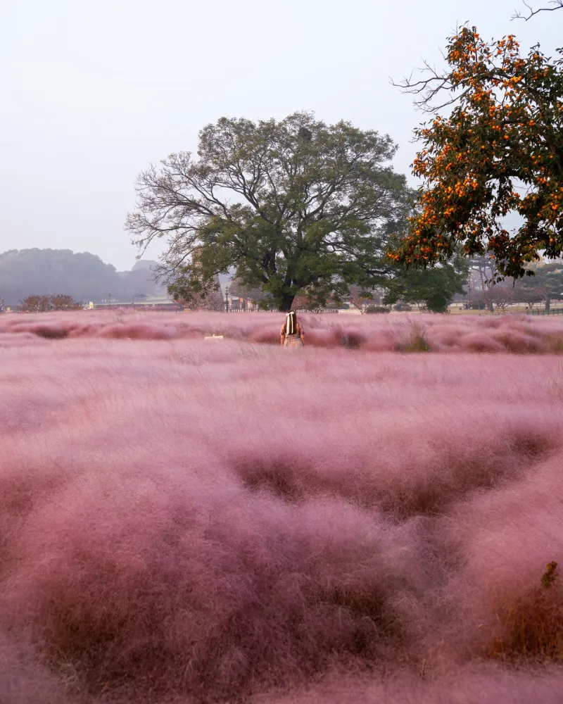 Plant Several For A Pink Cloud Plant Several For A Pink Cloud