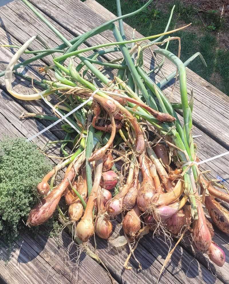 Plant Shallot Sets Before The Ground Freezes Plant Shallot Sets Before The Ground Freezes