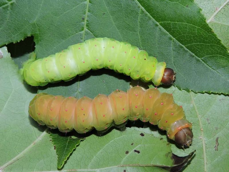 Plant Smooth Sumac For Luna Caterpillars Plant Smooth Sumac For Luna Caterpillars