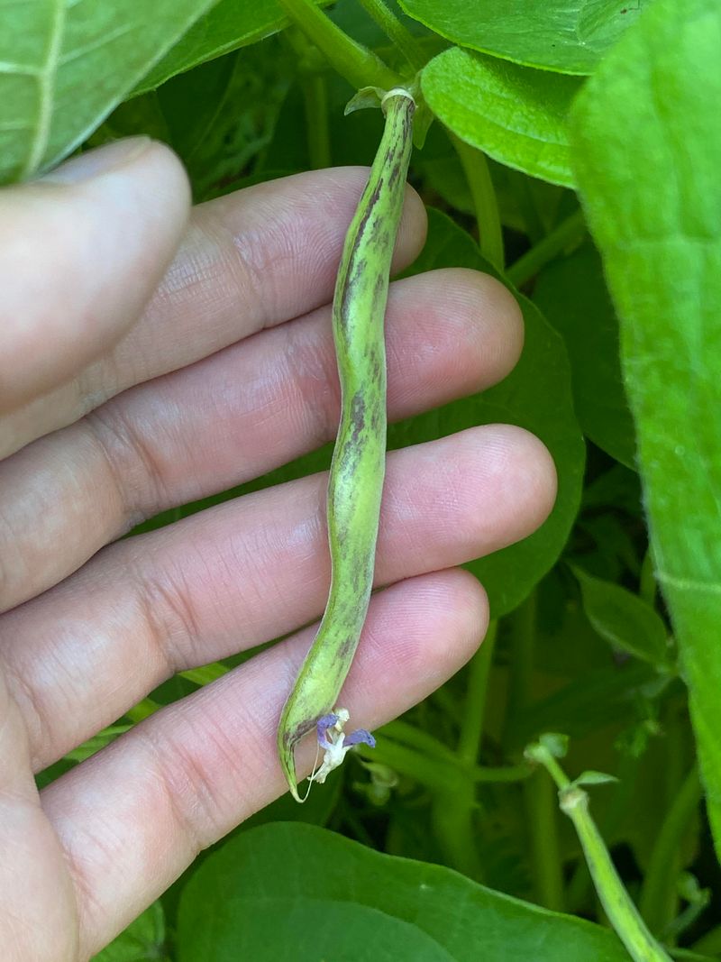 Plant Snap Beans Before August 15 Plant Snap Beans Before August 15