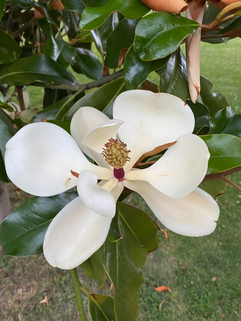 Plant Southern Magnolia With A Wide Setback Plant Southern Magnolia With A Wide Setback