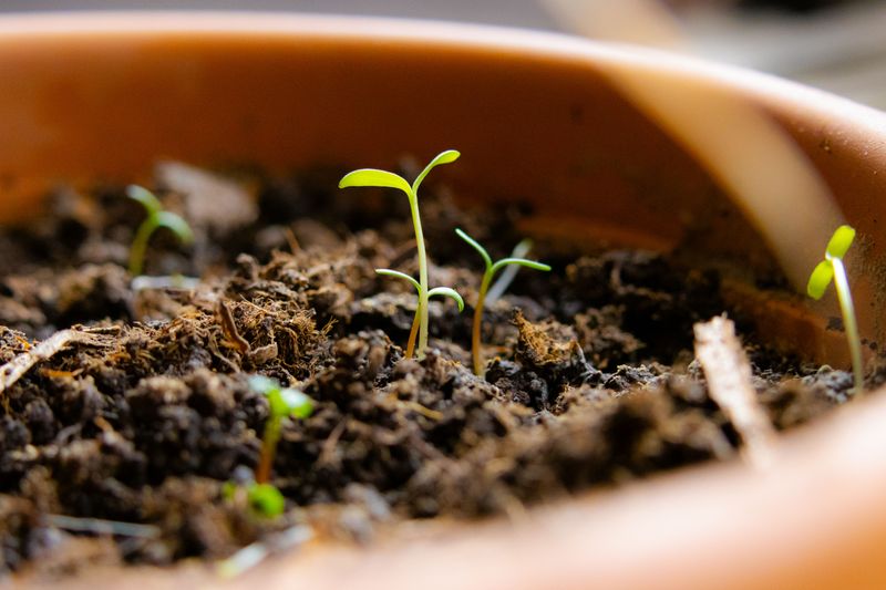 Plant Sprouted Pits In Soil Plant Sprouted Pits In Soil