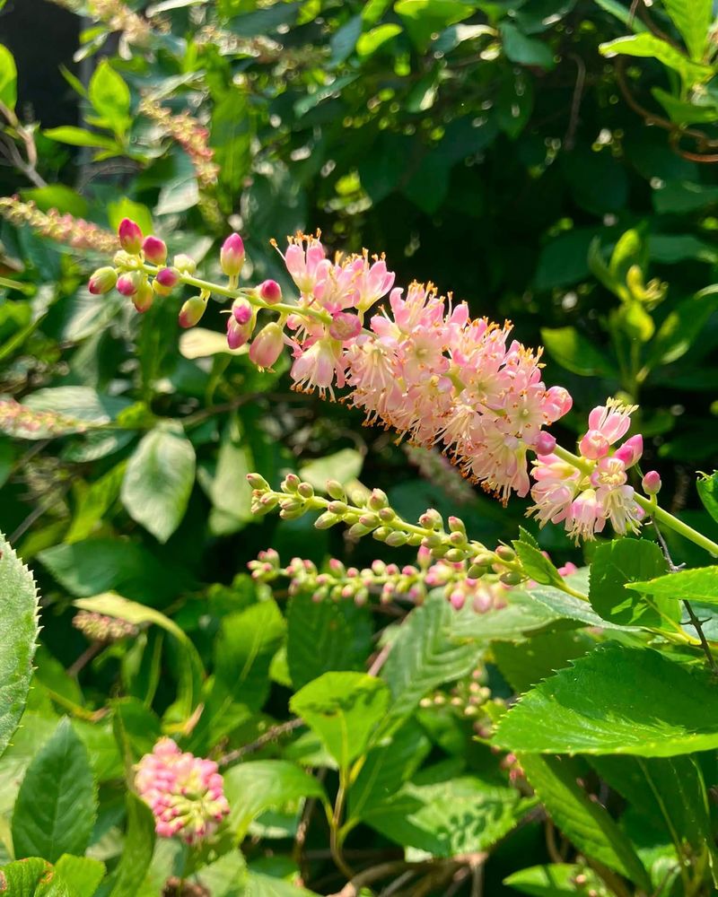 Plant Summersweet For Moist Low Spots