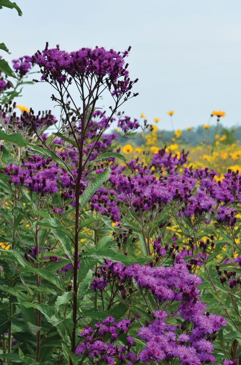 Plant Tall Ironweed For Late Purple Color Plant Tall Ironweed For Late Purple Color