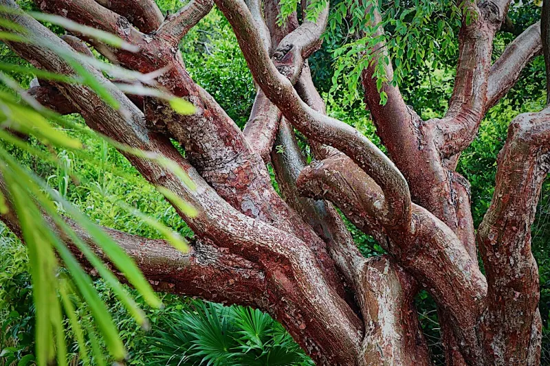 Plant The Canopy Before The Next Heat Wave