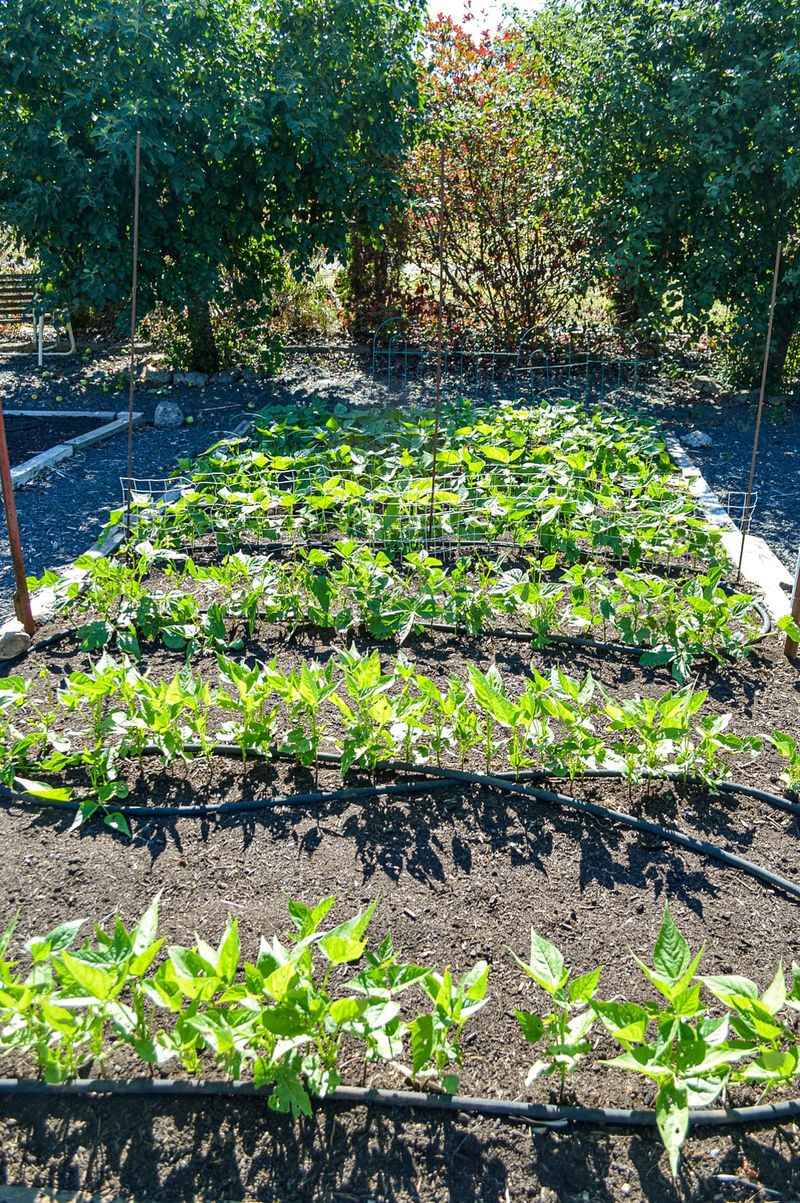Plant The Fall Garden Now
