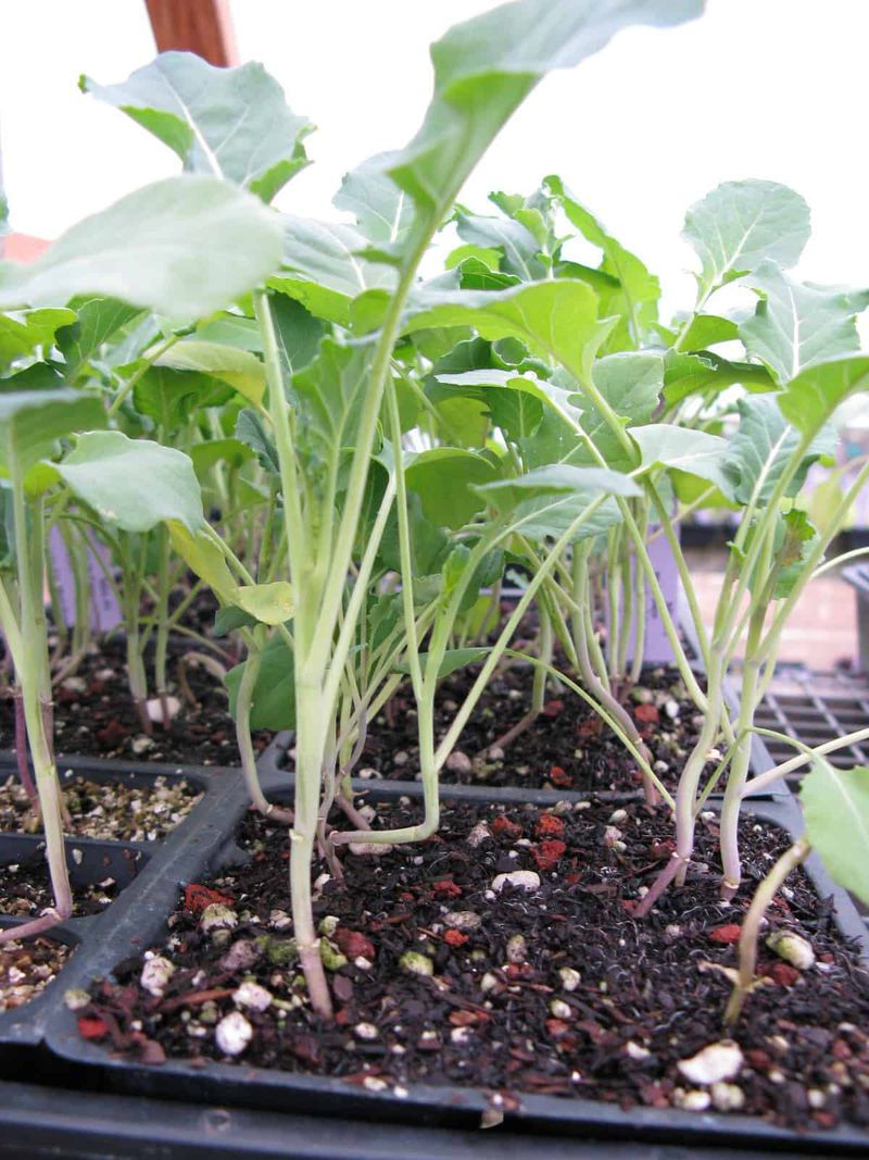Plant The Seeds At The Proper Depth Plant The Seeds At The Proper Depth