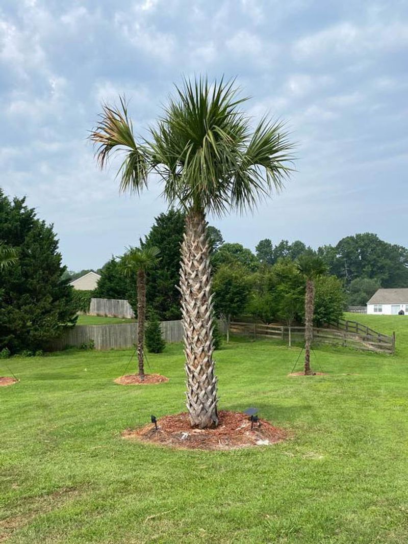 Plant Three Together For A Bigger Tropical Effect