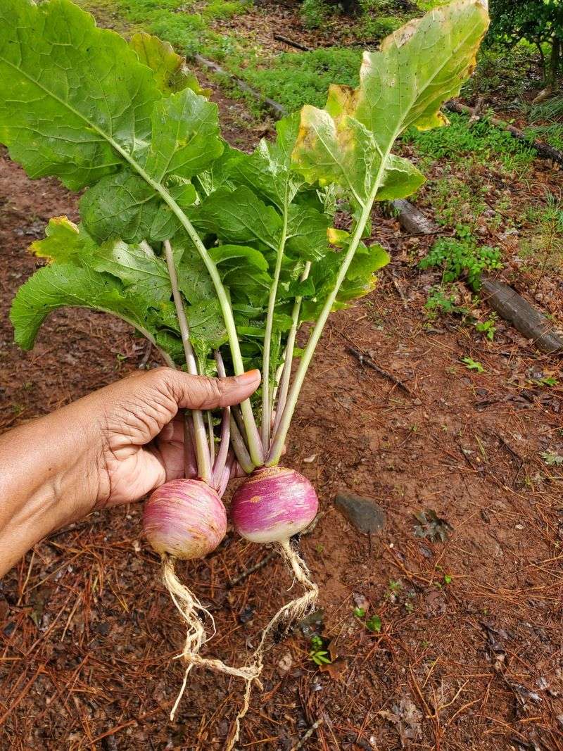 Plant Turnips For Roots And Tops