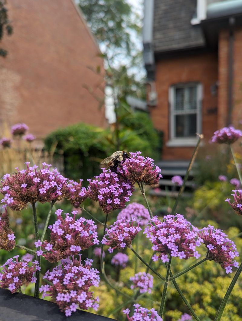 Plant Verbena Along Sunny Edges
