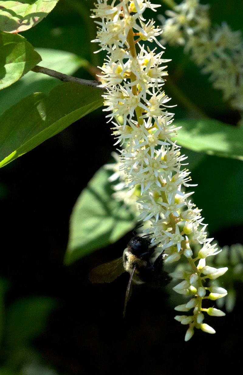 Plant Virginia Sweetspire Near Wet Ground