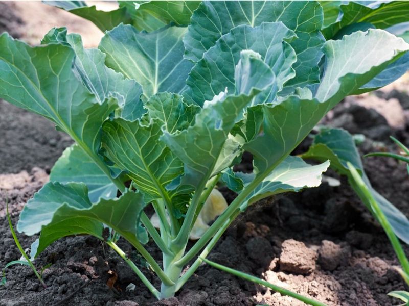 Plant While The Soil Is Still Warm