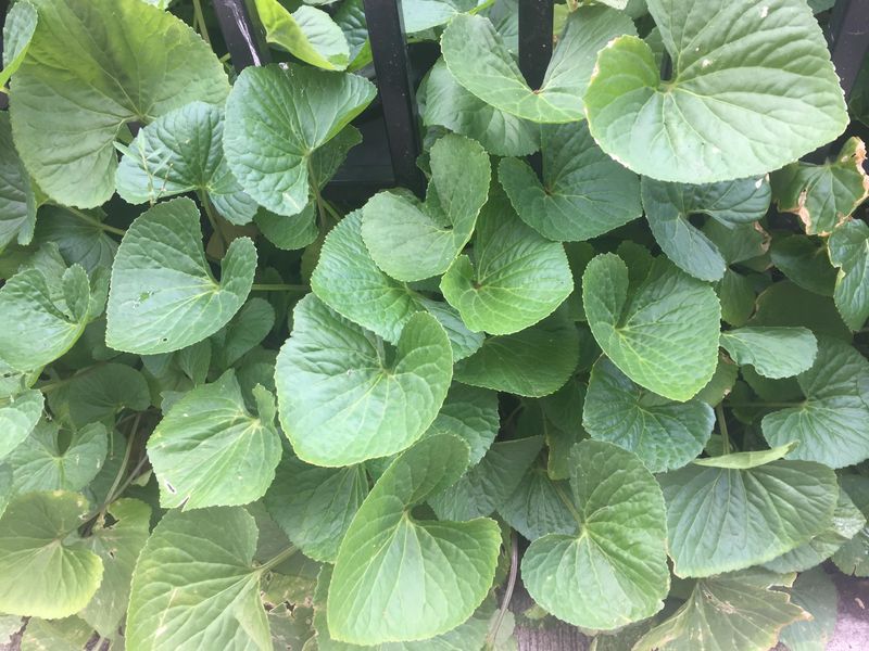 Plant Wild Ginger For Low Green Cover