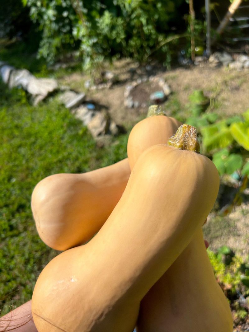 Plant Winter Squash For A Longer Run