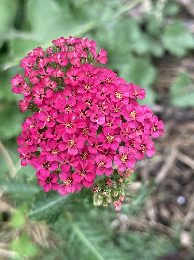 Plant Yarrow Where Irrigation Runs Light Plant Yarrow Where Irrigation Runs Light