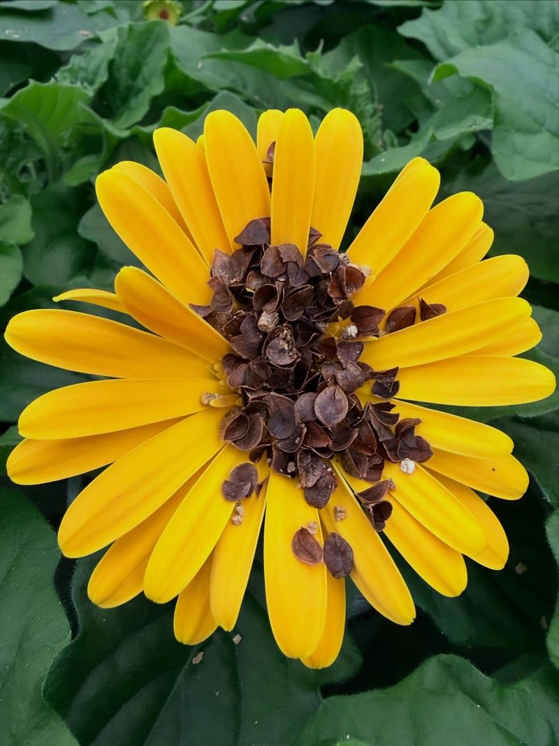 Plant Yellow Coneflower Beside Aphid-Prone Beds