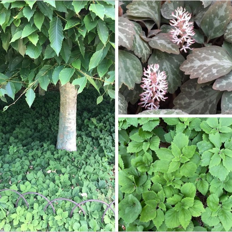 Plant a Gradual Mat in the Right Season Plant a Gradual Mat in the Right Season