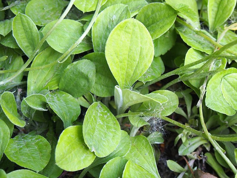 Plantain Leaf Pussytoes Mats Over Dry Soil Plantain Leaf Pussytoes Mats Over Dry Soil