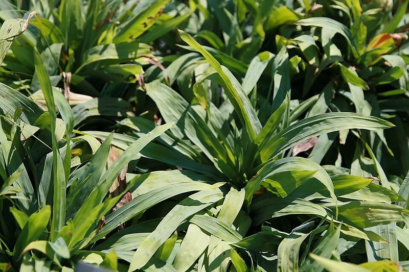 Plantain Leaf Sedge Delivers Bold Hosta Style Foliage
