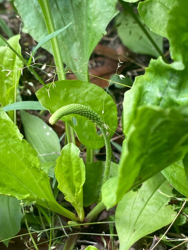 Plantain Seeds Fill Bare Spots In Lawns