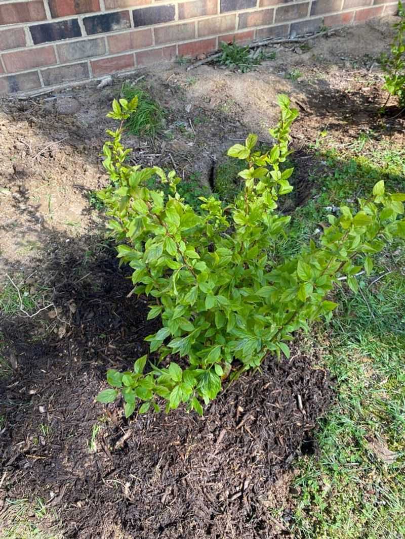Planting And Care Tips For Inkberry Holly Planting And Care Tips For Inkberry Holly