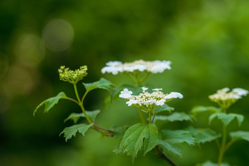 Planting And Caring For Arrowwood Viburnum Planting And Caring For Arrowwood Viburnum
