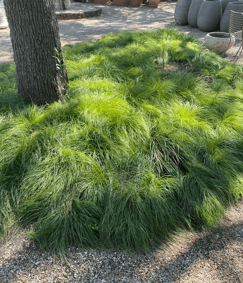 Planting And Establishing Your Groundcover Lawn Planting And Establishing Your Groundcover Lawn