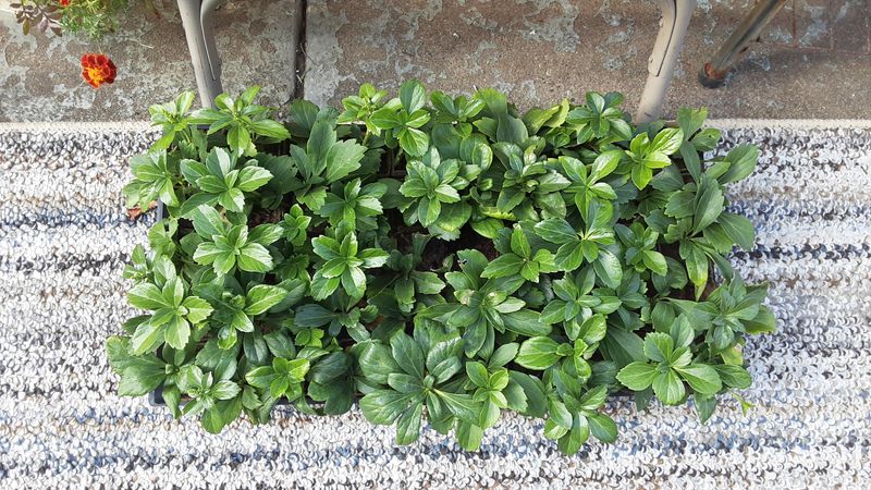 Planting And Spacing For Full Coverage Planting And Spacing For Full Coverage