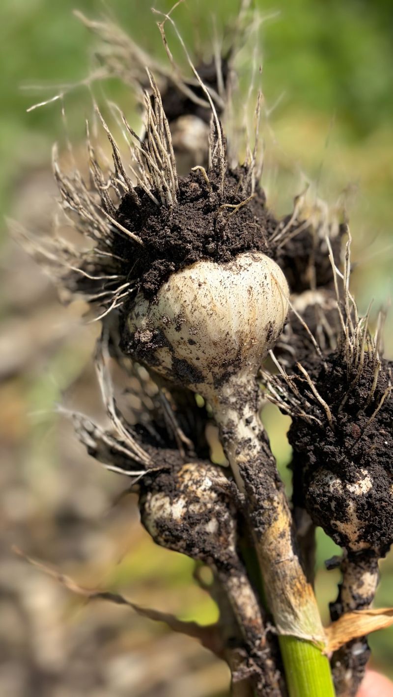 Planting Cloves At The Wrong Depth