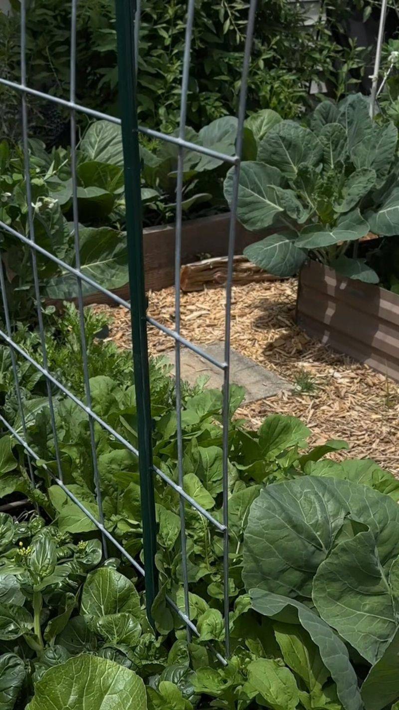 Planting Everything On The Same August Date