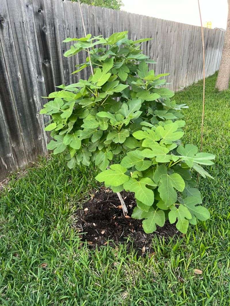 Planting Figs Where They Do Not Get Enough Sun