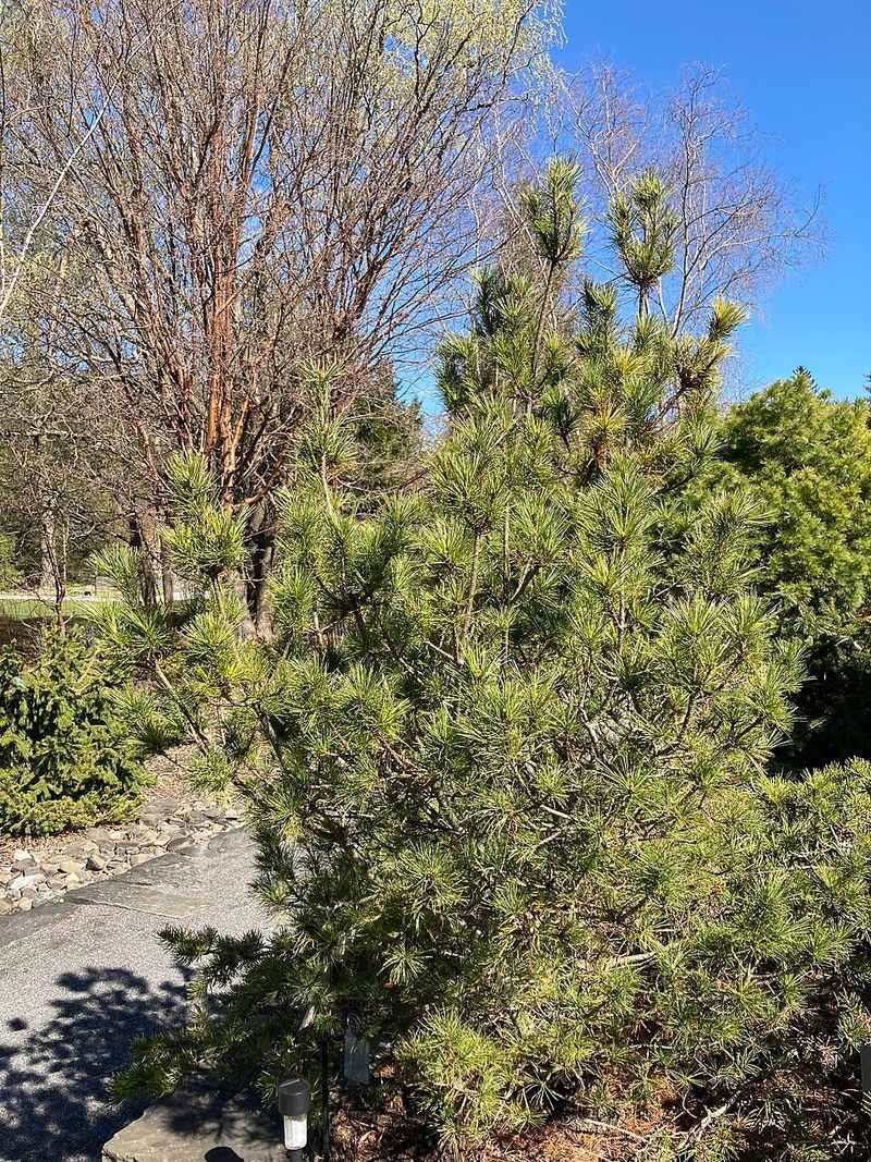 Planting It Around Your Property