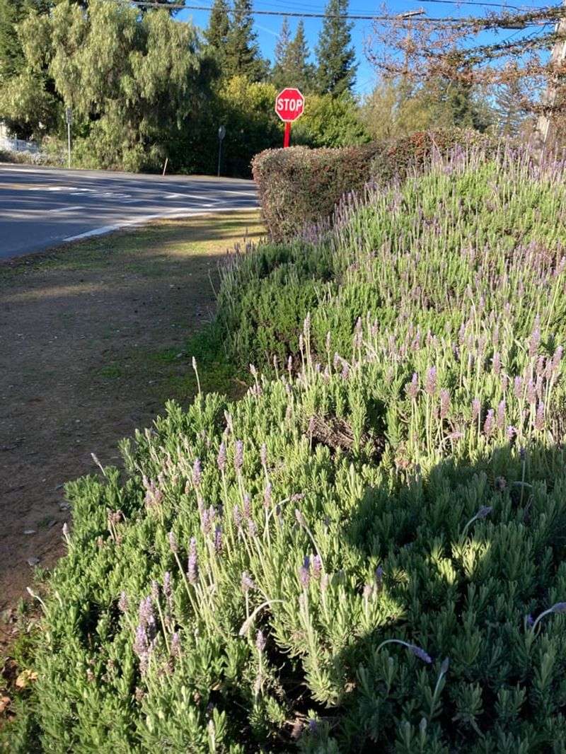 Planting Lavender Where Rats Like To Sneak In Planting Lavender Where Rats Like To Sneak In