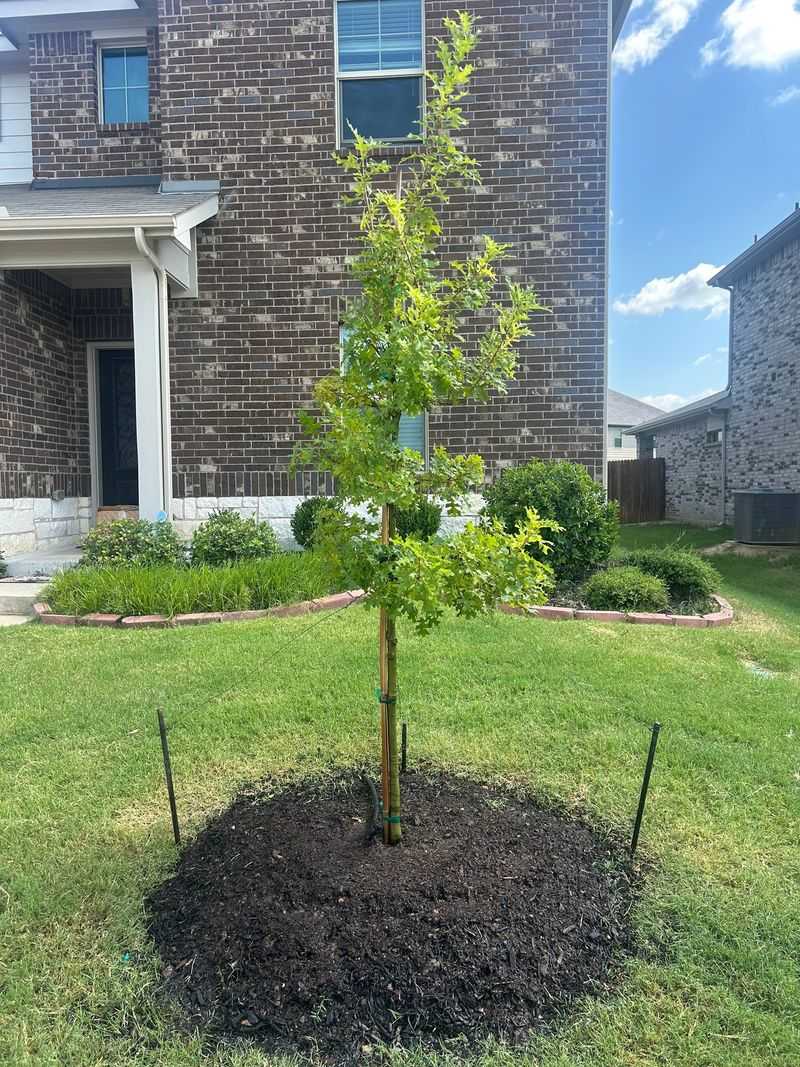Planting Now Gives Roots Time To Establish