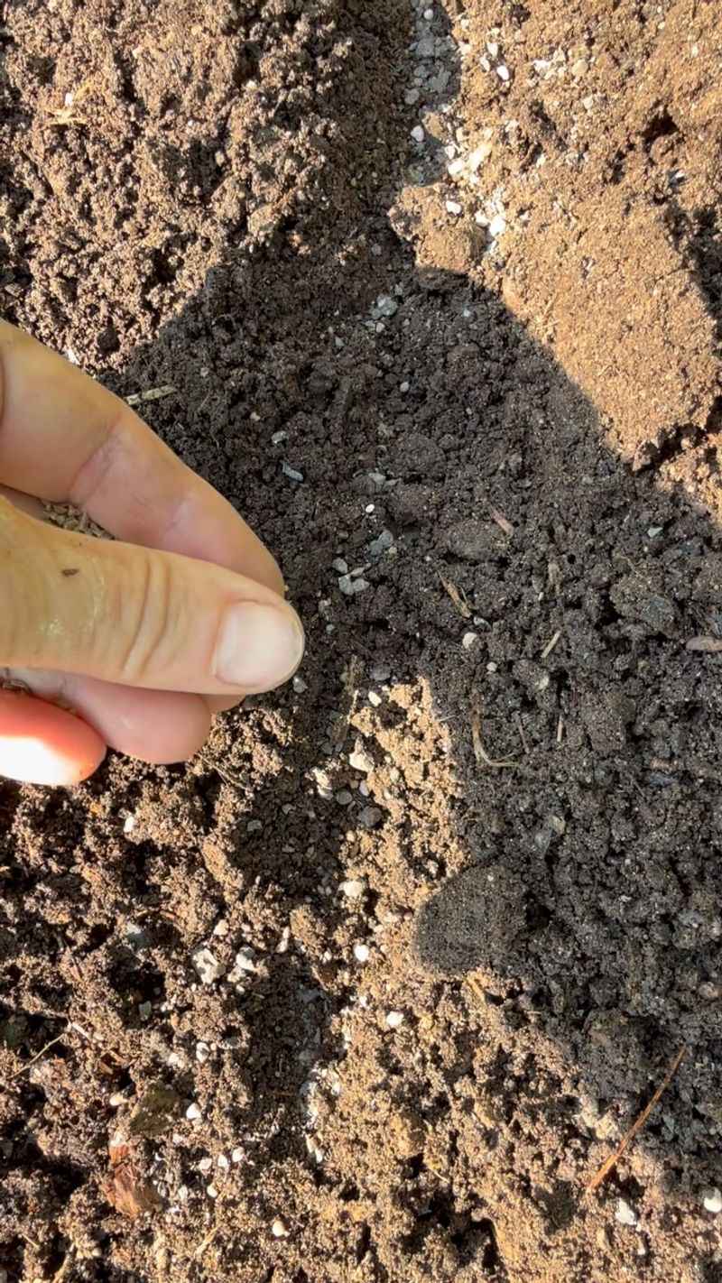 Planting Seeds Too Shallow In Hot Soil