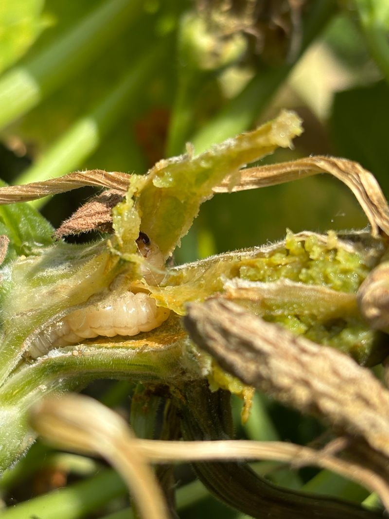 Planting Susceptible Varieties Without Any Protection In Place Planting Susceptible Varieties Without Any Protection In Place