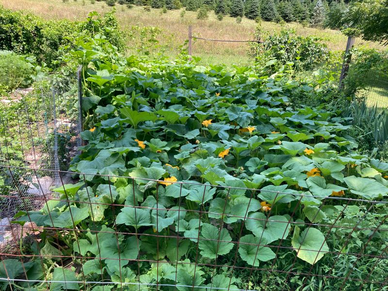 Planting The Same Crops In One Spot Yearly